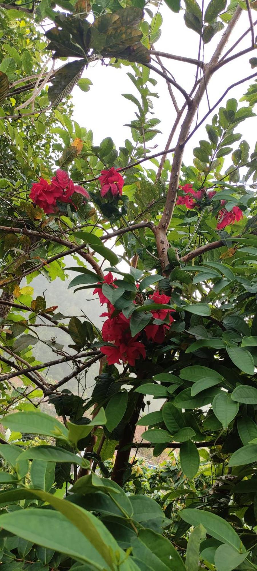 Koonamparayil Home Stay Munnar Anaviratty-Family Only エクステリア 写真