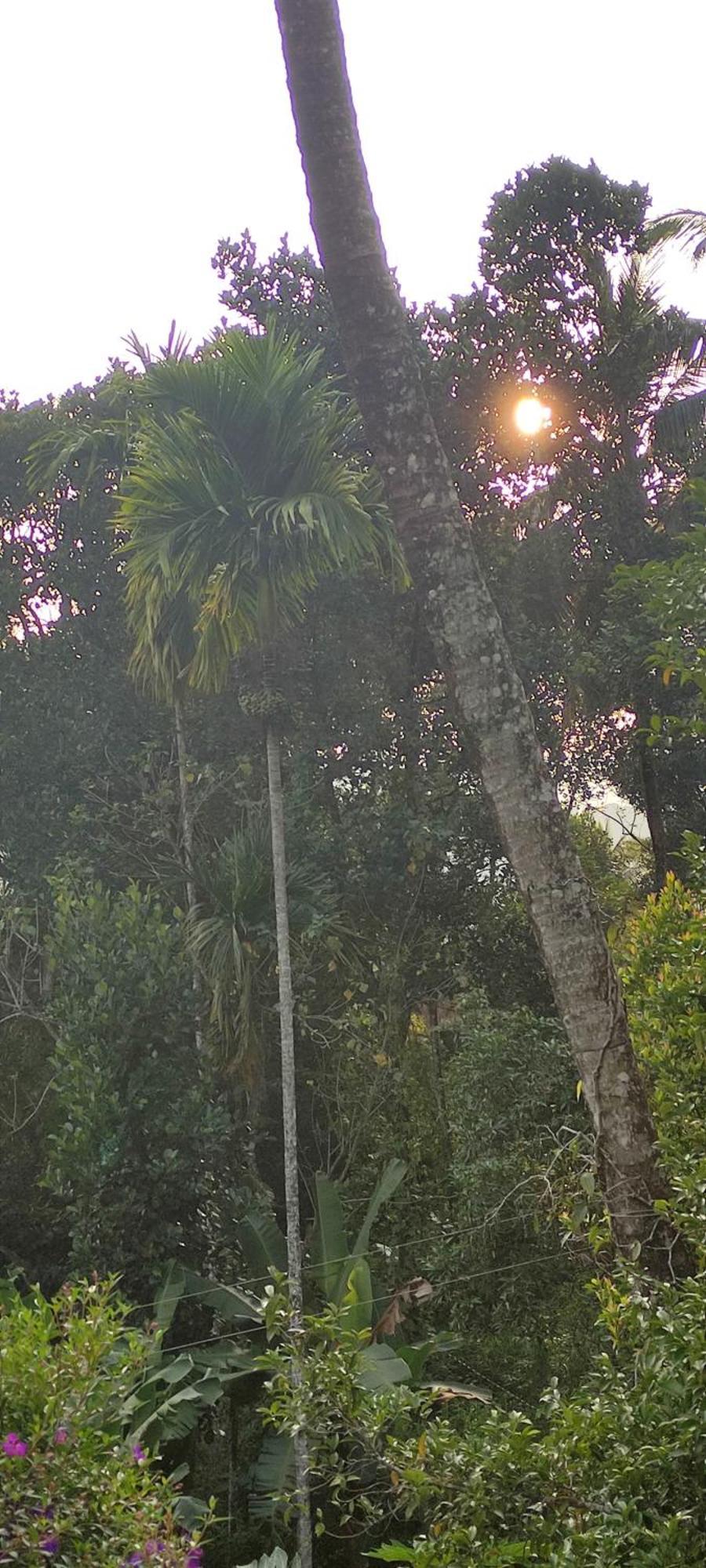 Koonamparayil Home Stay Munnar Anaviratty-Family Only エクステリア 写真