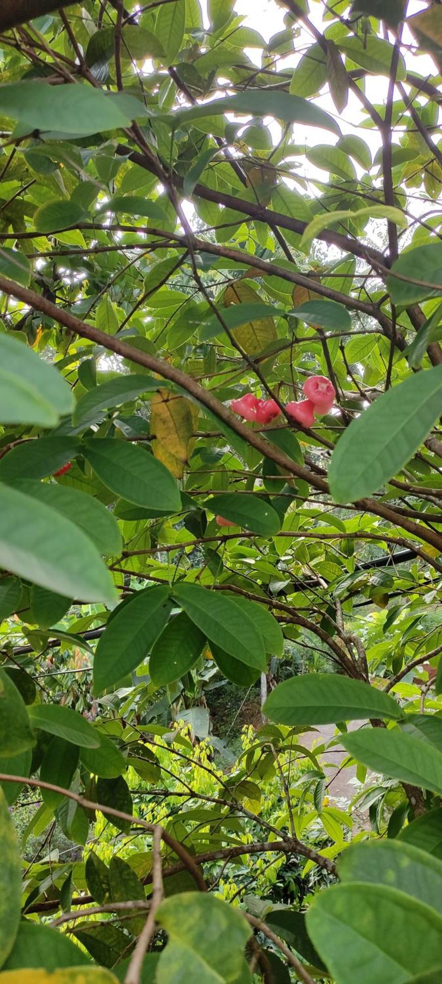 Koonamparayil Home Stay Munnar Anaviratty-Family Only エクステリア 写真