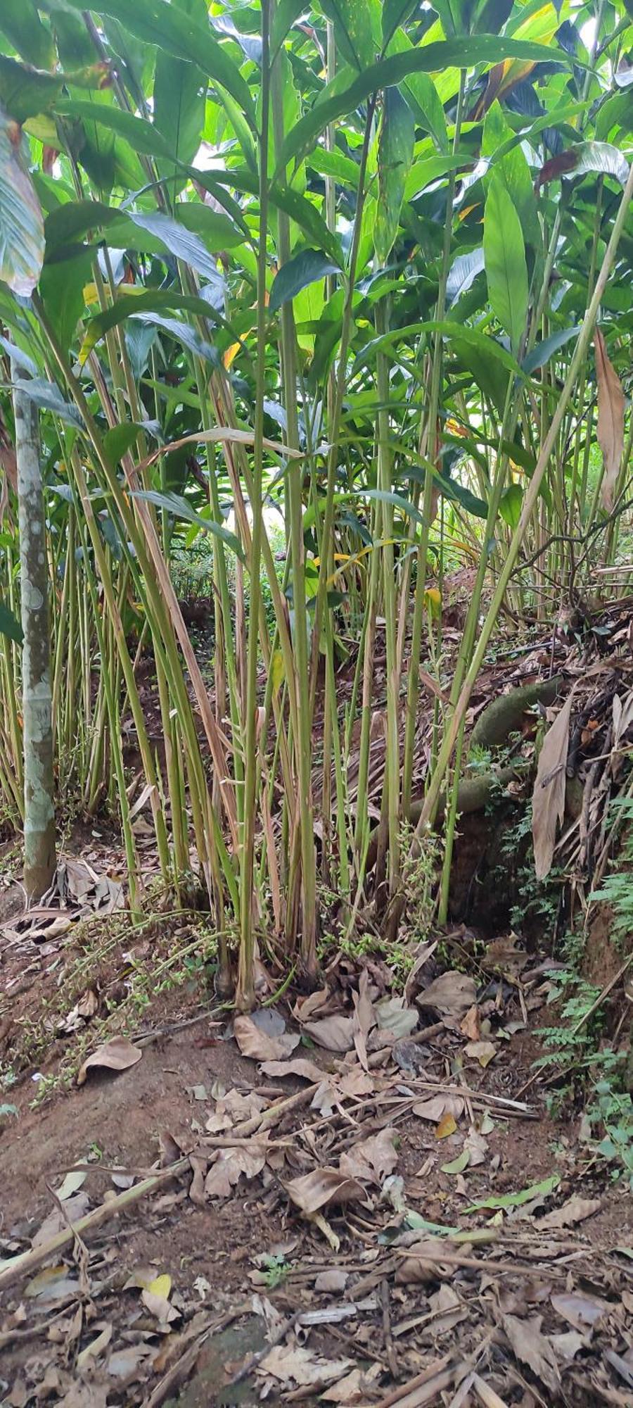 Koonamparayil Home Stay Munnar Anaviratty-Family Only エクステリア 写真