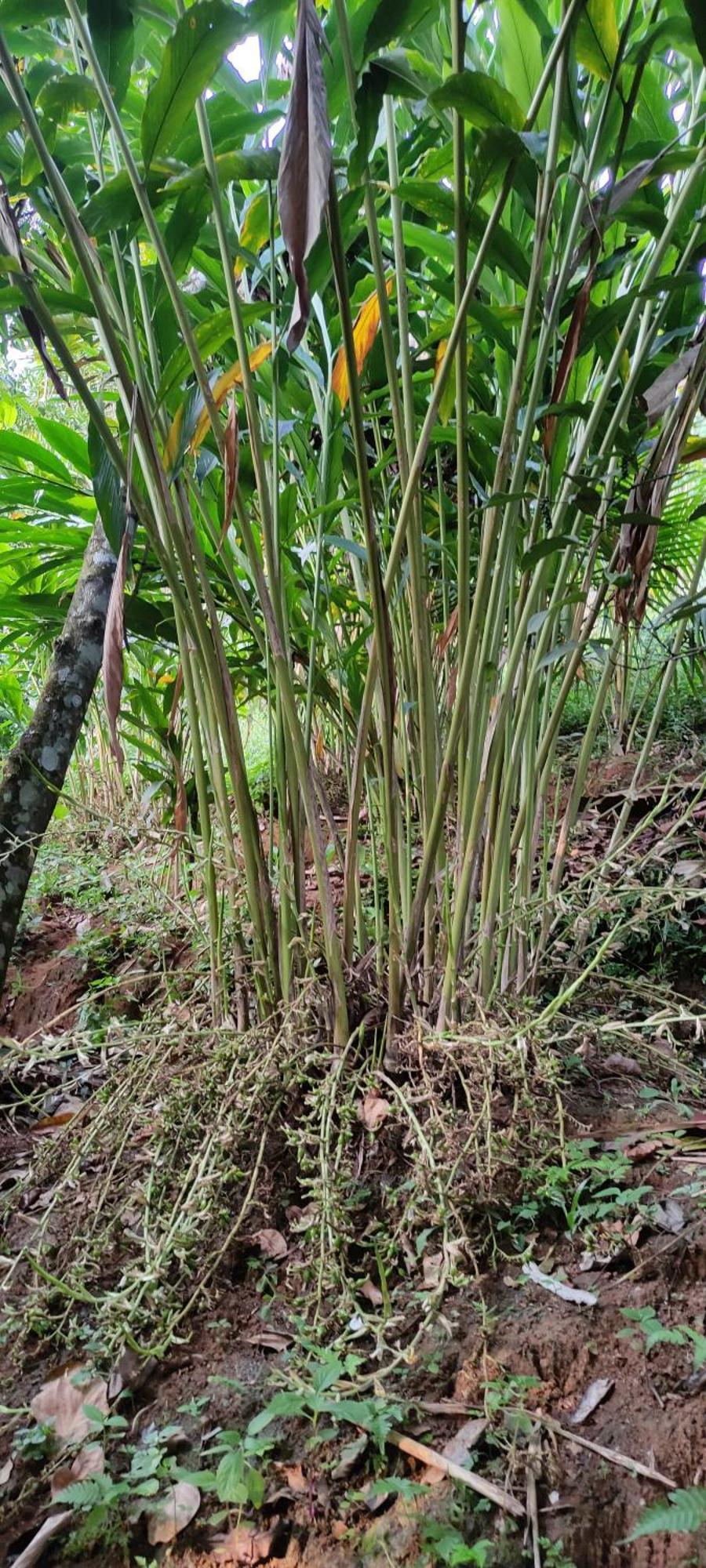 Koonamparayil Home Stay Munnar Anaviratty-Family Only エクステリア 写真
